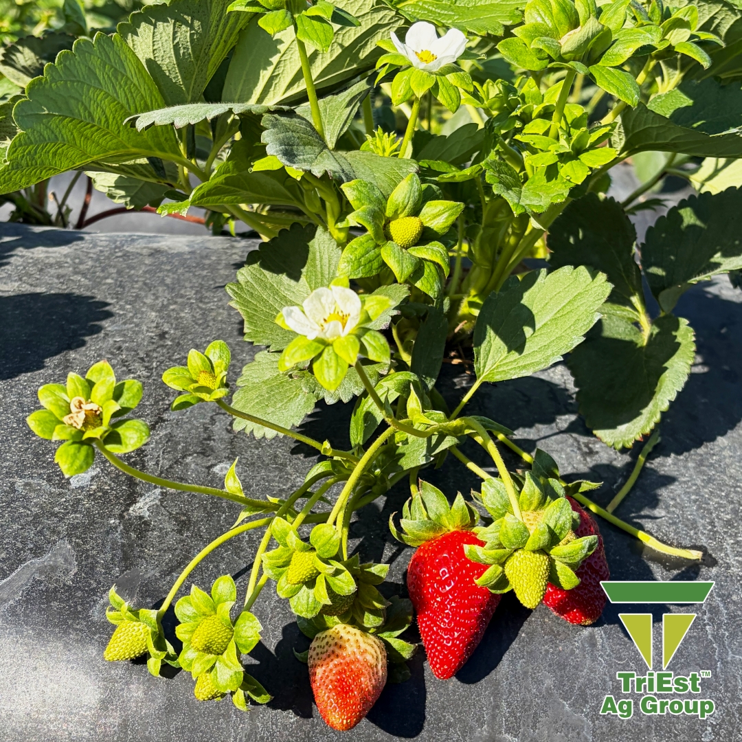 TriEst_Ag's tweet image. Early Florida strawberries are off to a strong start. Our irrigation solutions, ag technologies, and soil health programs help growers maximize yield and quality in plasticulture systems.

🔗 triestag.com

#StrawberryProduction #IrrigationSolutions #SoilHealth