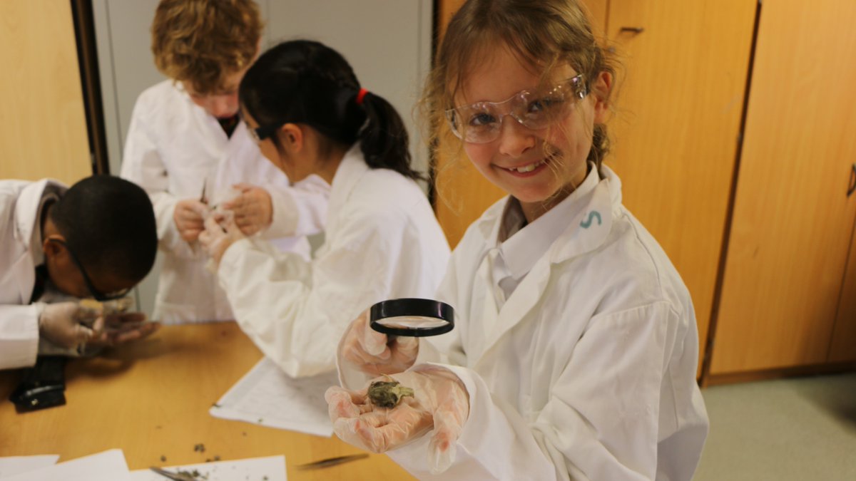 AshvilleCollege's tweet photo. Our Year 4 pupils loved dissecting owl pellets in their Science lesson. A brilliant hands-on lesson full of curiosity and discovery.

#Ashville #Year4 #PrepSchool #ScienceLesson #HandsOnLearning #Harrogate #NorthYorkshire #Yorkshire https://t.co/3n9LpIl6dg