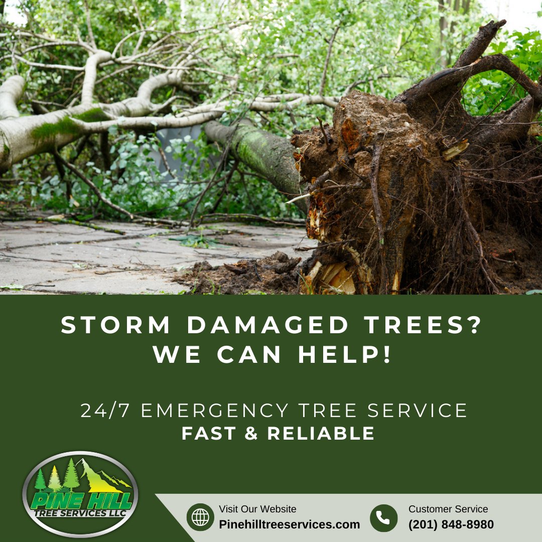 PineHillTS's tweet image. 🌪️ Storm knocked down a tree? We’re here 24/7! Fast, safe &amp;amp; reliable emergency tree removal in Bergen County. 

📞 (201) 848-8980
🌐 pinehilltreeservices.com 

#StormDamage #EmergencyTreeService #TreeRemoval #BergenCounty #24HourService