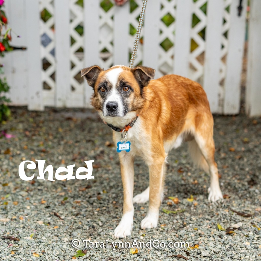 Meet Chad! If you are looking for your next furry friend who will be attentive, loyal, and full of charm - look no further! Meet Chad today with an adoption request!
Learn more about Chad: loom.ly/HicCV8k
#sgadoptme #savinggracenc #dogsofnc #rescueismyfavoritebreed