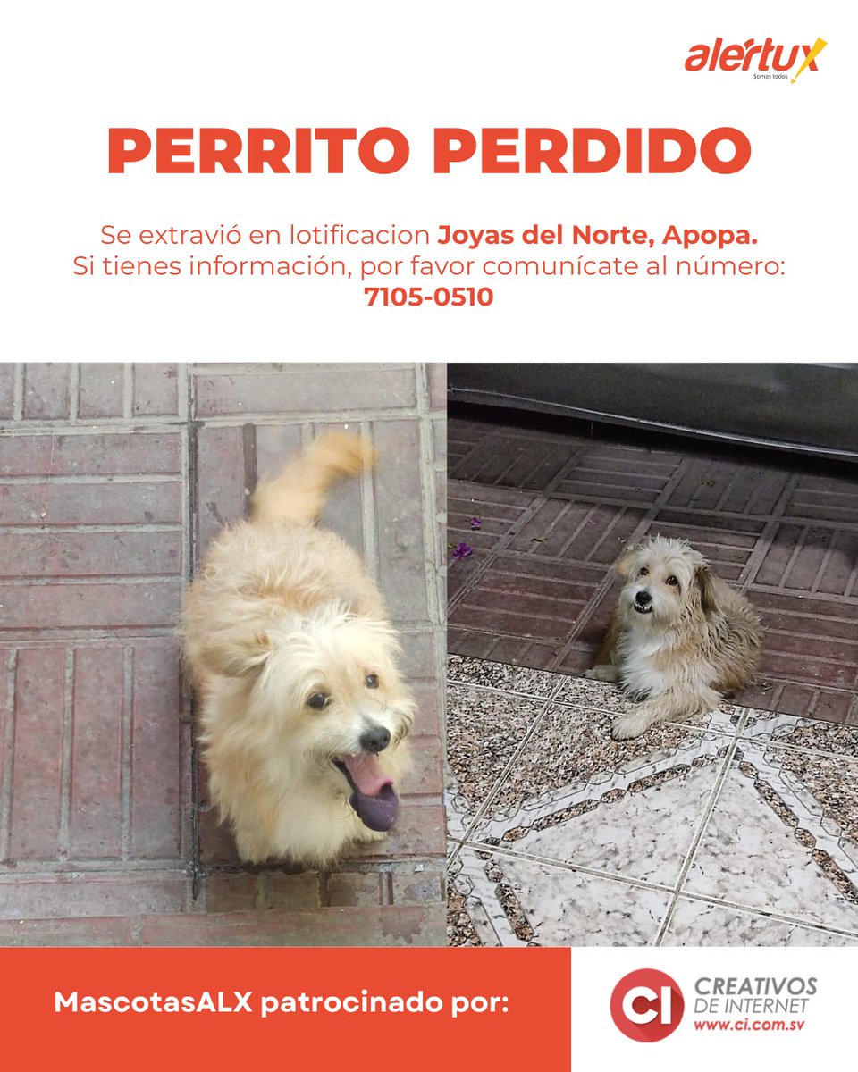 #MascotasALX | #TráficoSV | ¡Ayúdanos a encontrar a Duke! Se extravió en lotificacion Joyas del Norte, Apopa.

📞 Si tienes información, por favor comunícate al número: 7105-0510. Cualquier dato es de gran ayuda.