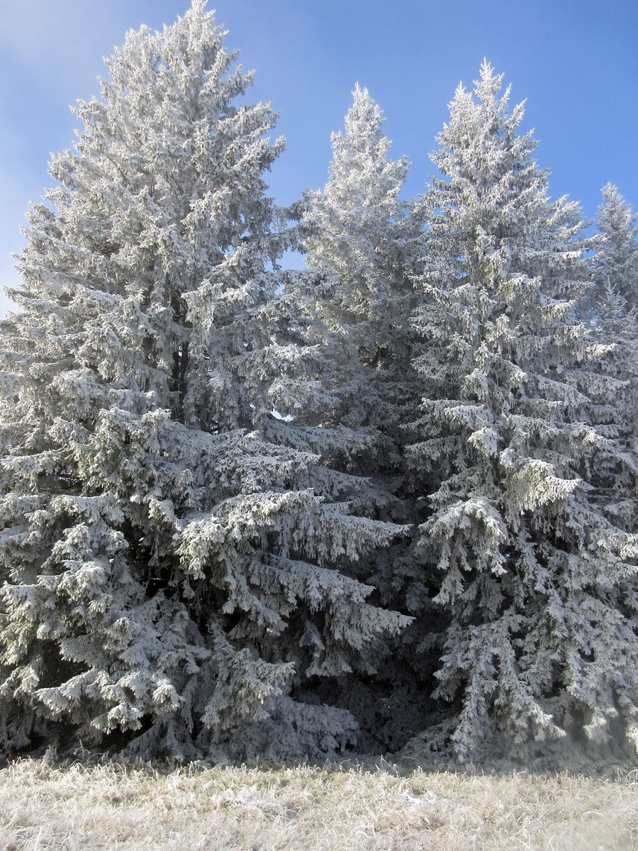 Poupon_la_peste's tweet image. Rando en Chartreuse avant la neige mais avec le froid et le givre !
#chartreuse #isere #pravouta