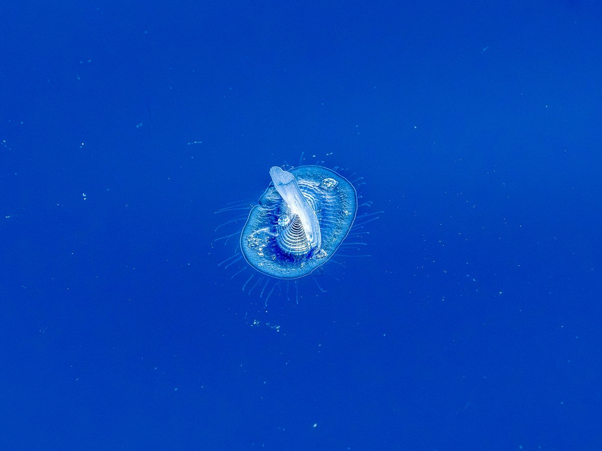 SailorsforSea's tweet image. Meet the ocean’s tiny drifters: the by-the-wind sailors.💨

#VelellaVelella are small hydrozoans that travel the seas powered entirely by the wind. Their diagonal little sail catches the breeze + carries them across the surface until shifting winds guide them ashore! 

#FunFact