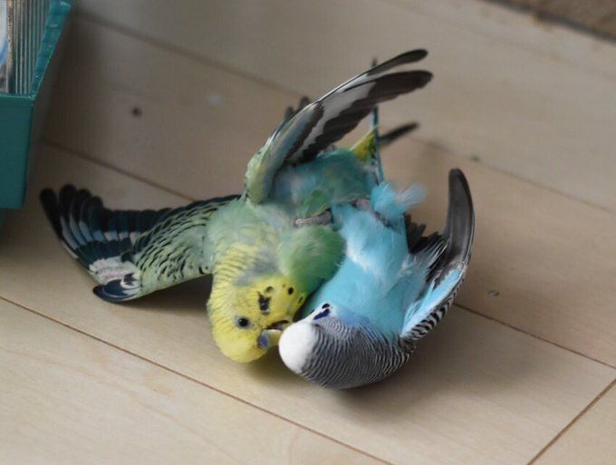 Mubişgiller (@mubisgiller) on Twitter photo 