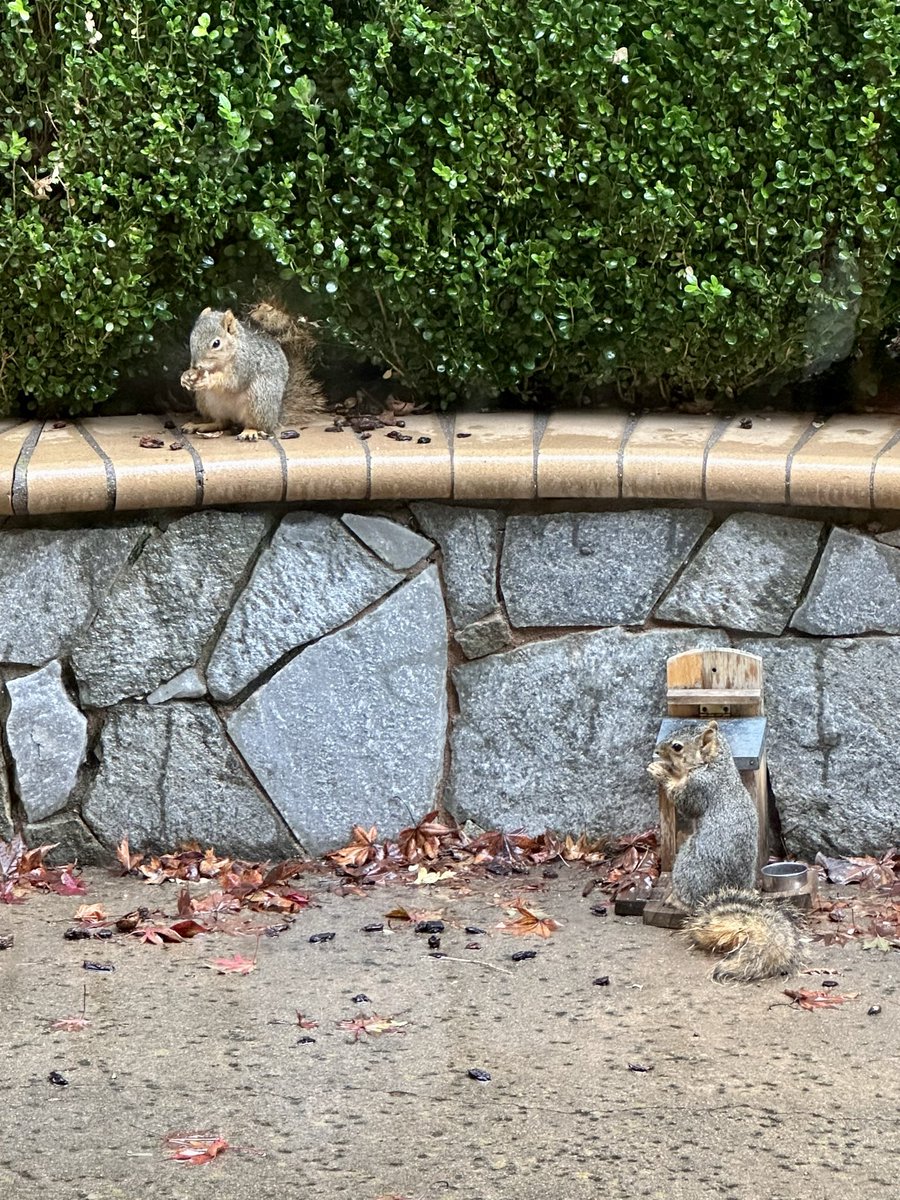 Squirrel Buzz tweet media