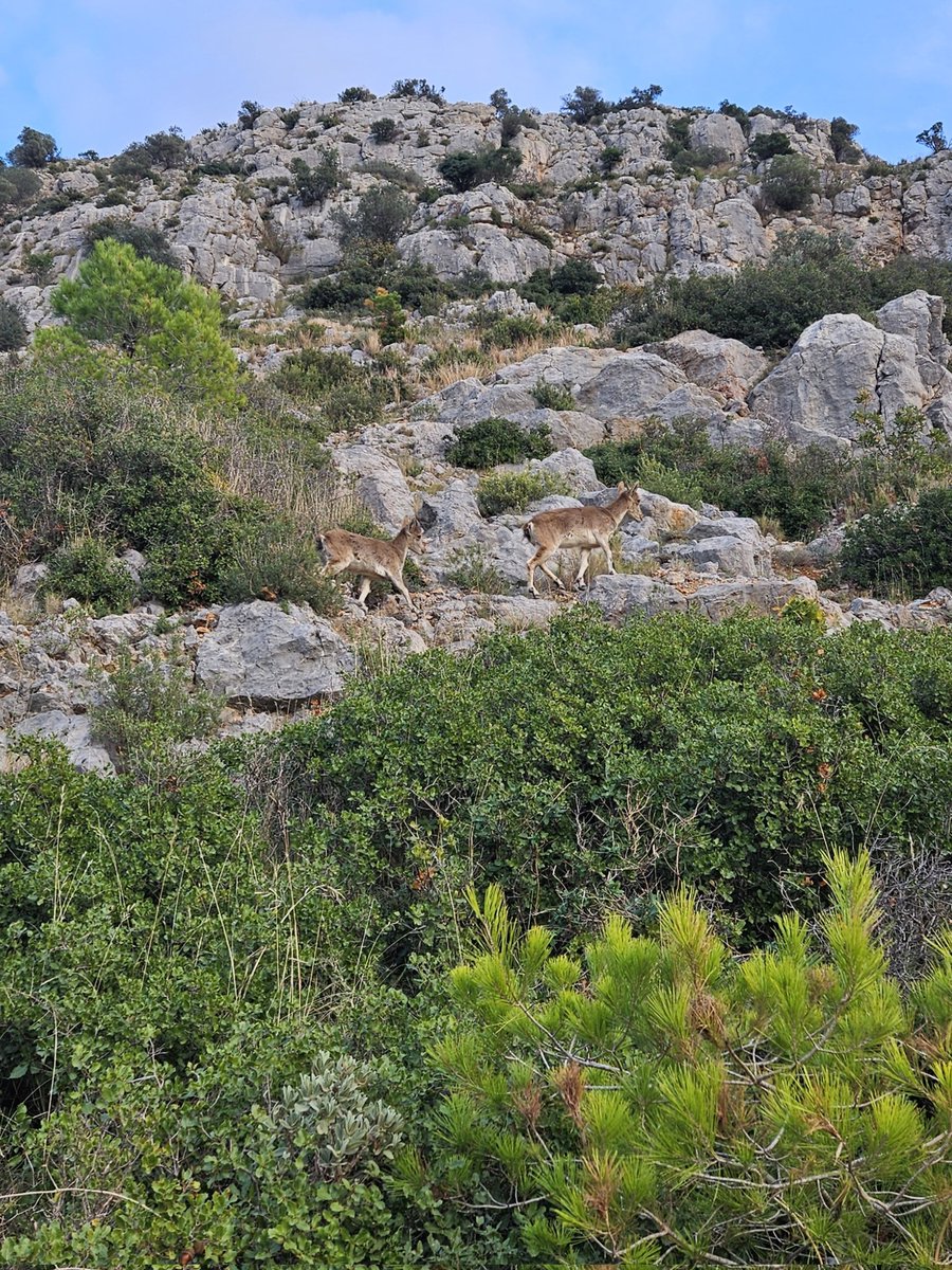 You'll never walk alone 🎶
Si véns al Montgrí , sempre tindràs companyia 🐐
#pujadesambcompanyia