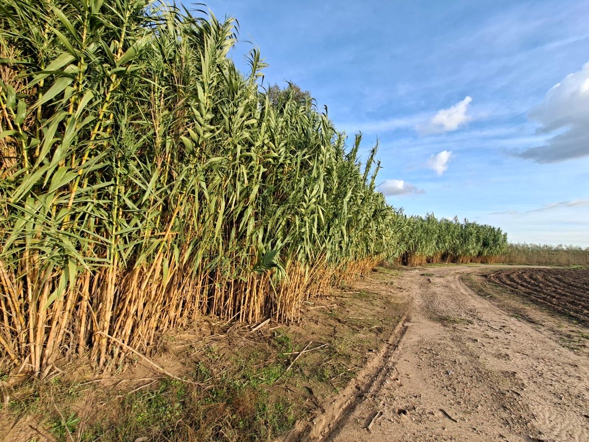 Cañaveral.

#RetoFotográfico 323/365