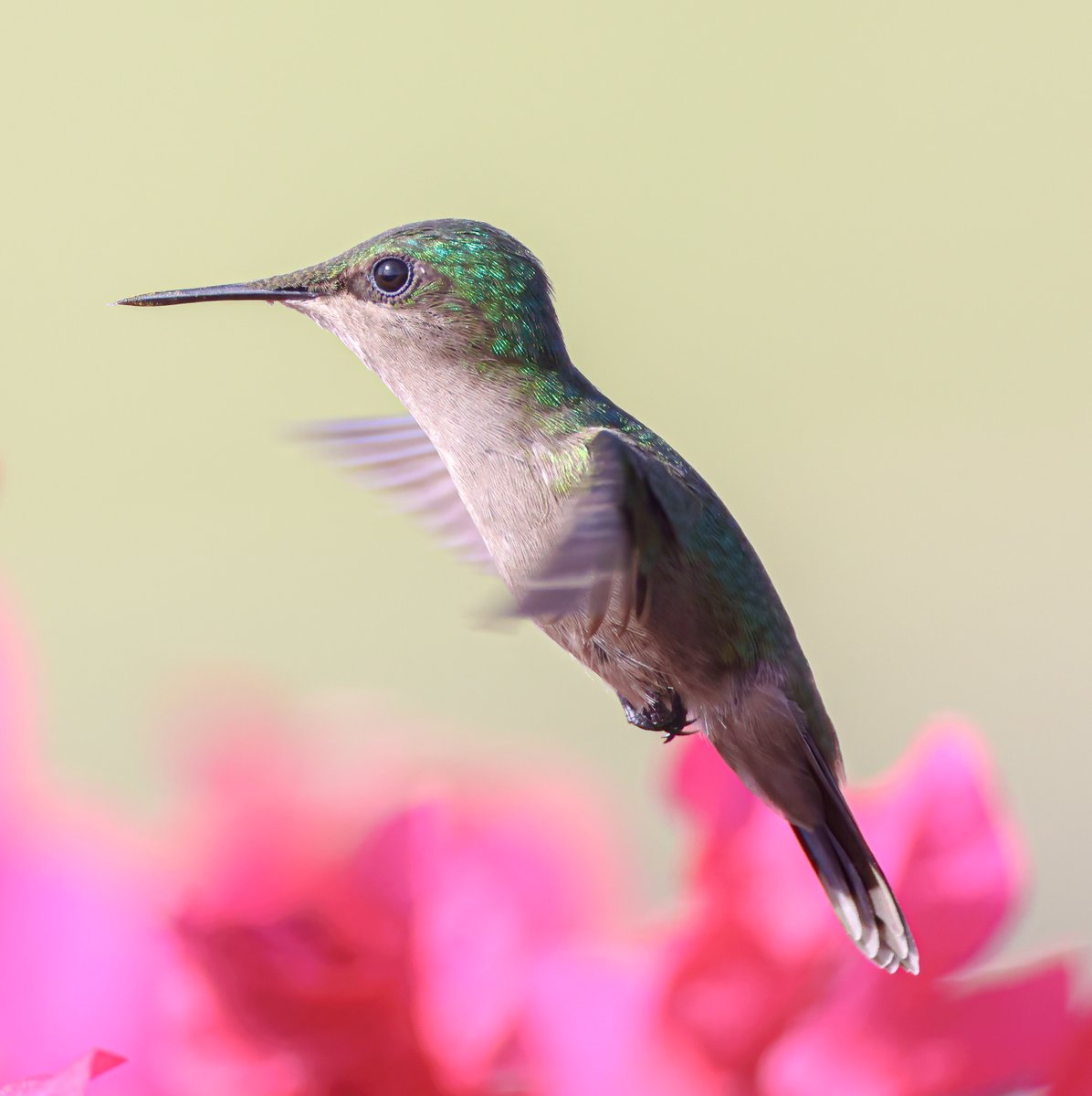 sykesjeff's tweet image. That catching moment..........