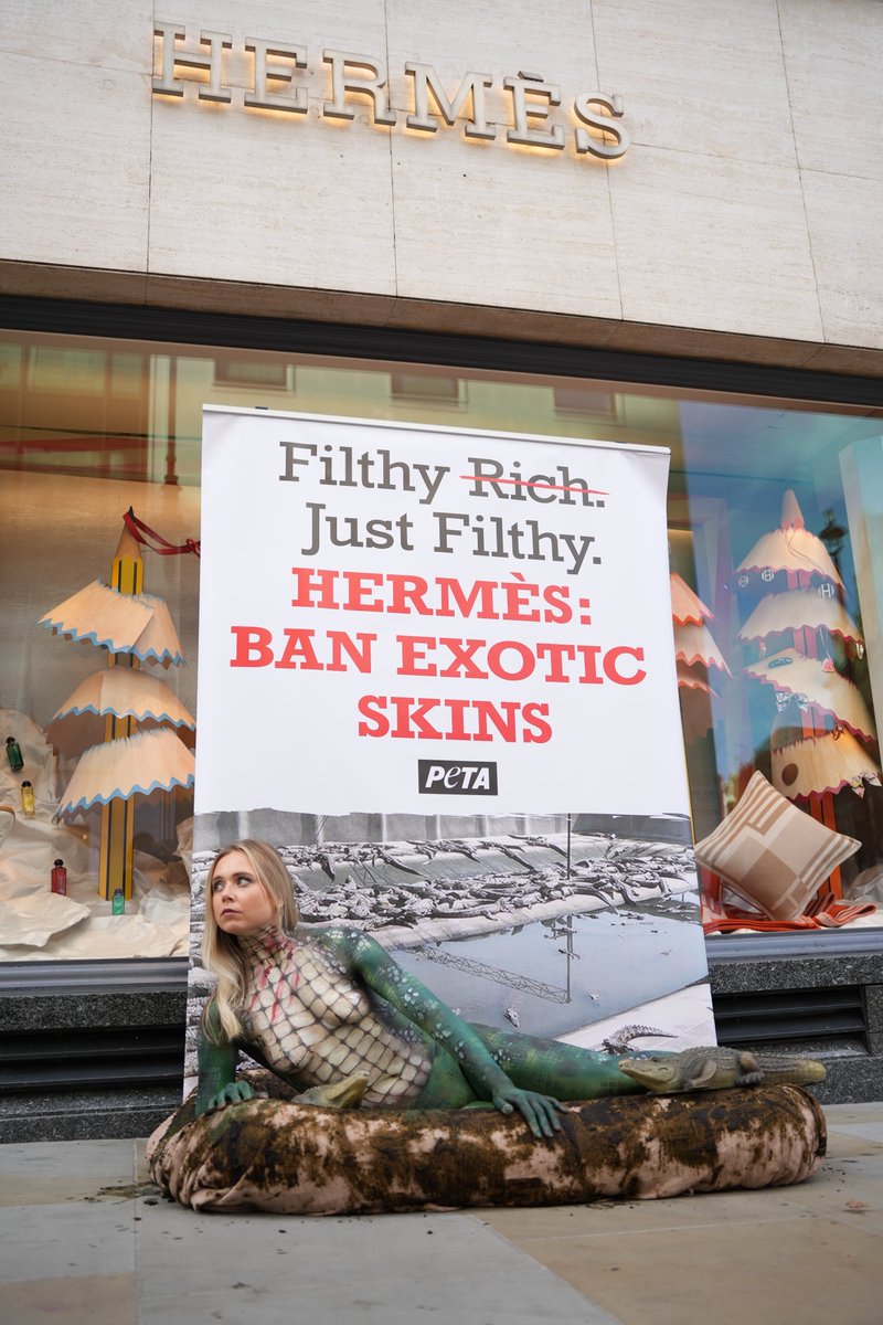 peta's tweet image. Hermès is filthy!

This body-painted “crocodile” is drawing attention to the real crocodiles forced to live and die in filth before being electrocuted and stabbed for @Hermes_Paris handbags.