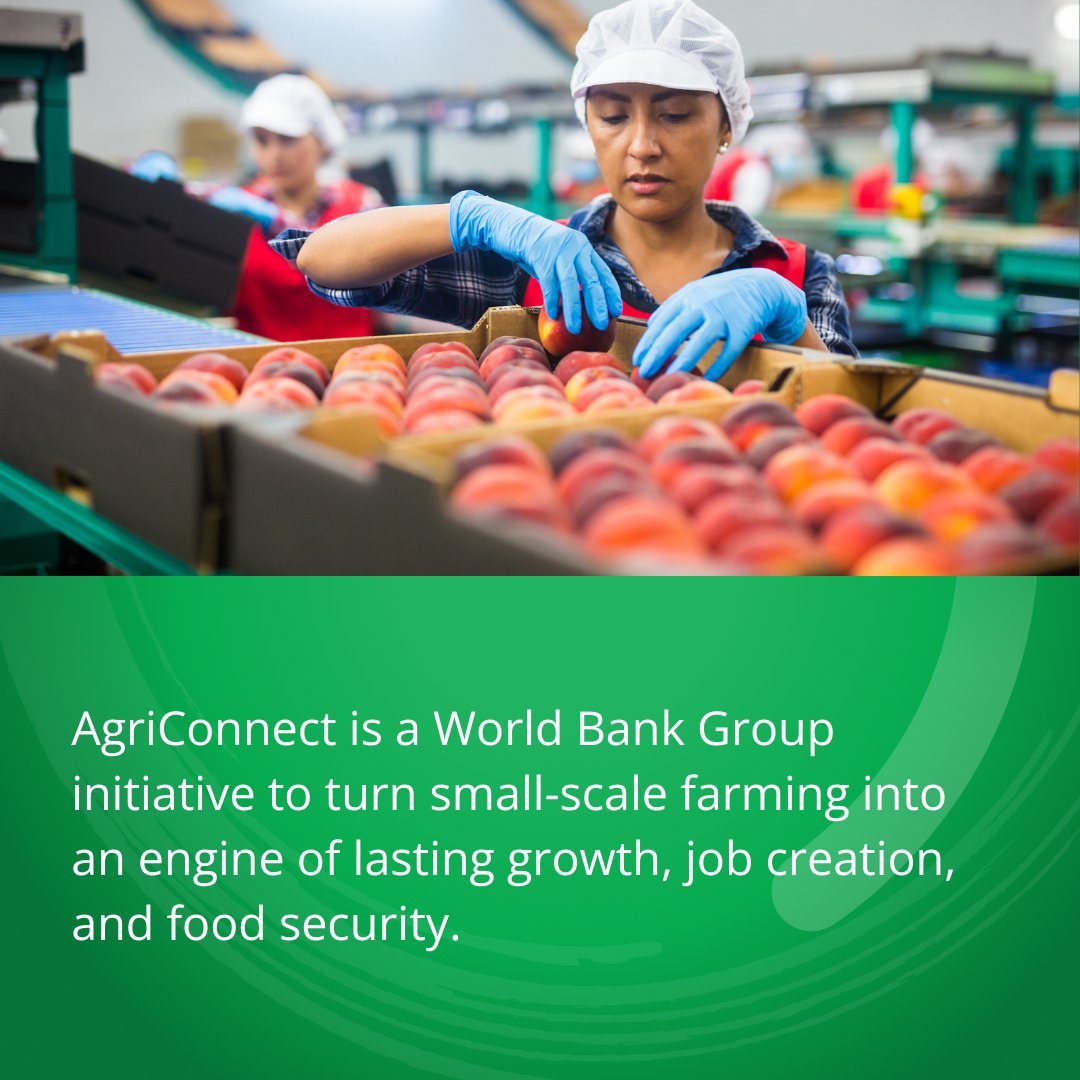 Investing in small farms can spark BIG change!

<a href="/WorldBank/">World Bank</a> Group &amp; partners are investing in finance + technology to boost food security &amp; create stable jobs for growth!
worldbank.org/ext/en/agricon…
<a href="/WorldBankAfrica/">World Bank Africa</a> <a href="/WBG_Jobs/">WBG_Jobs</a>