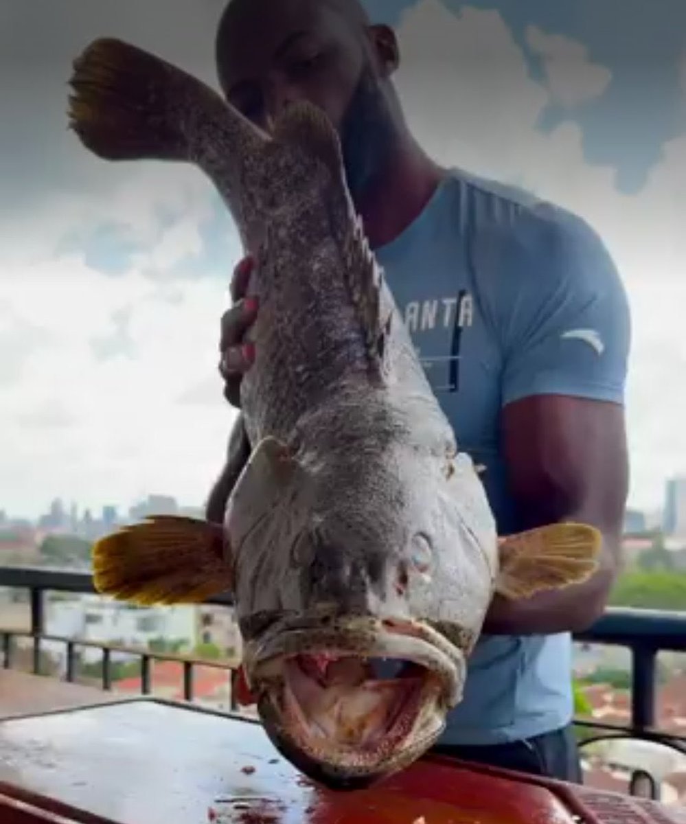 Mmeanza kupika Alai ?