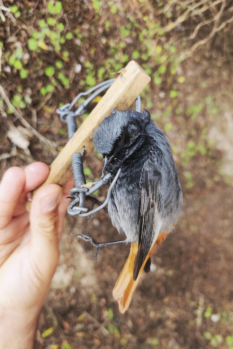 Action in Andalusia 🇪🇸

Our team found 45 snares, including a freshly caught Black Redstart.

Despite the poacher escaping the police, the finding of only ONE active site among 16 prepared spots is strong evidence that poaching is drastically declining in this former hotspot!