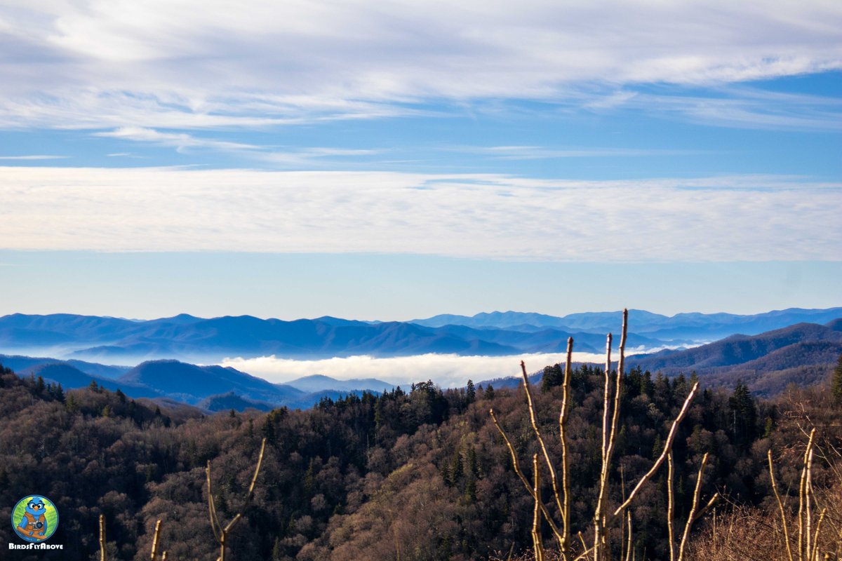BirdsFlyAbove's tweet image. Whitewater rushes through ancient pines – the raw heartbeat of the Smokies. 🌲🌊
📸 @BirdsFlyAbove
#MountainStream #SmokyMountains #Water #Photography