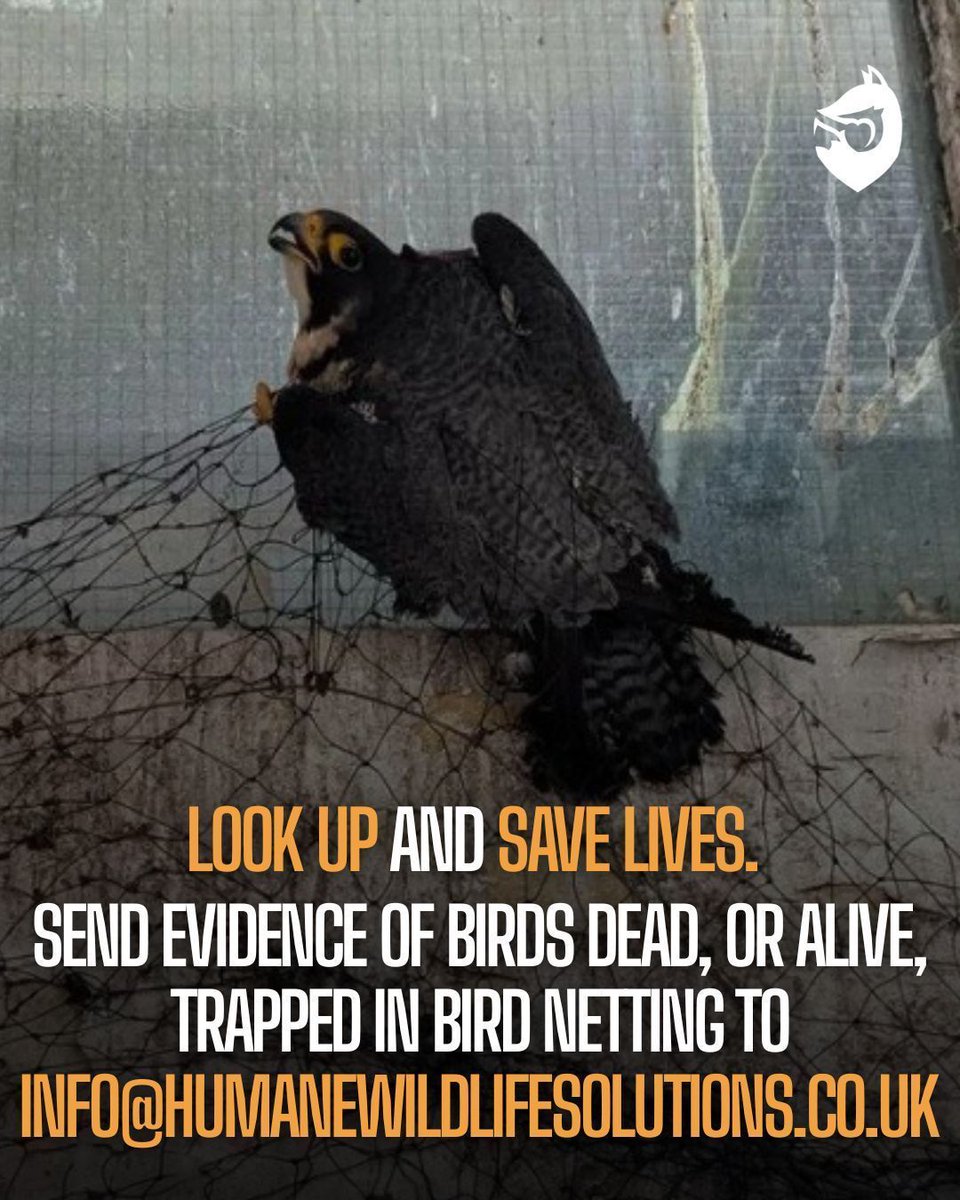 ProtectTheWild_'s tweet image. The lucky ones escape. The unlucky ones die a slow, painful death. It’s time to end bird netting, not just for pigeons and gulls, but for all bird species.