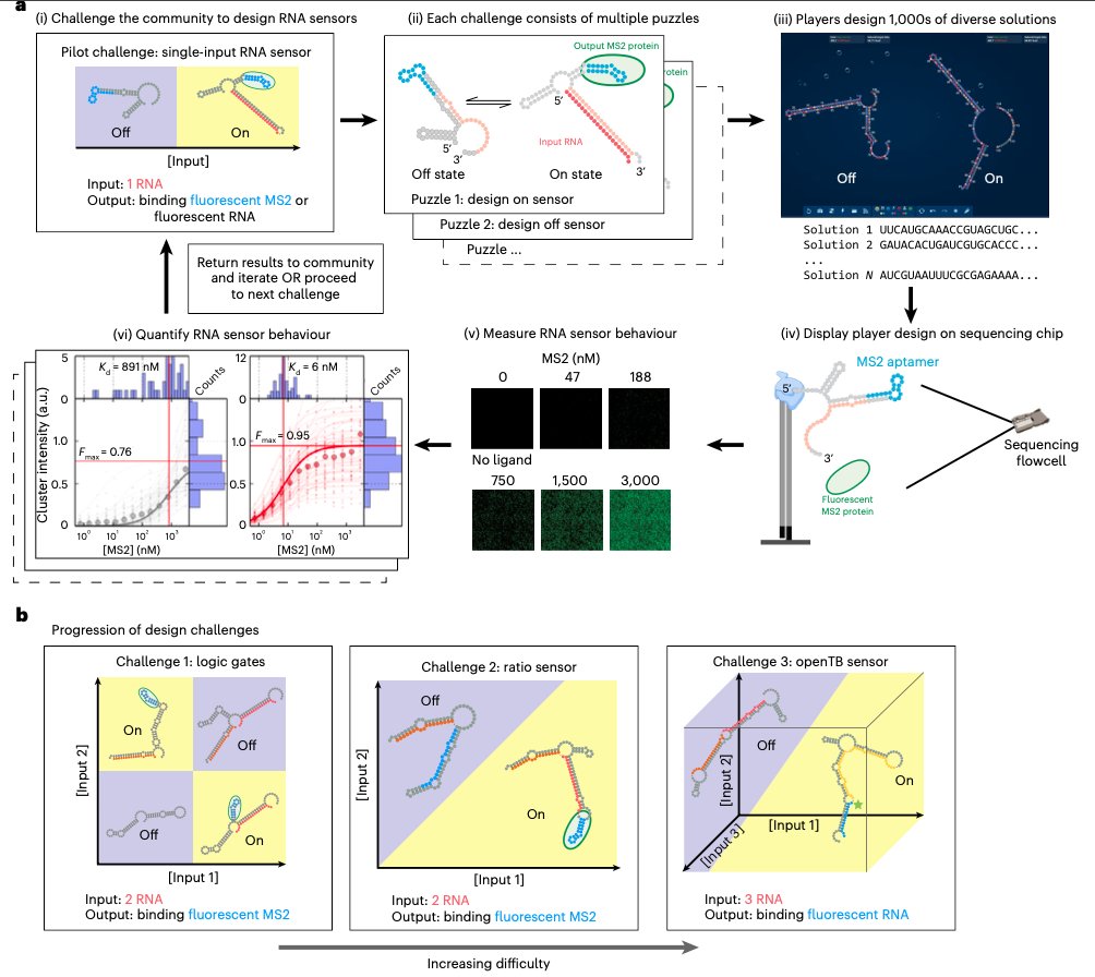 NikoMcCarty's tweet image. This is a fun paper about crowdsourcing biosensor designs.

TL;DR There is this "video game" called Eterna where players design RNA sequences at home, and then their designs are actually synthesized and tested in a laboratory.

Eterna is built on a program called NUPACK which…