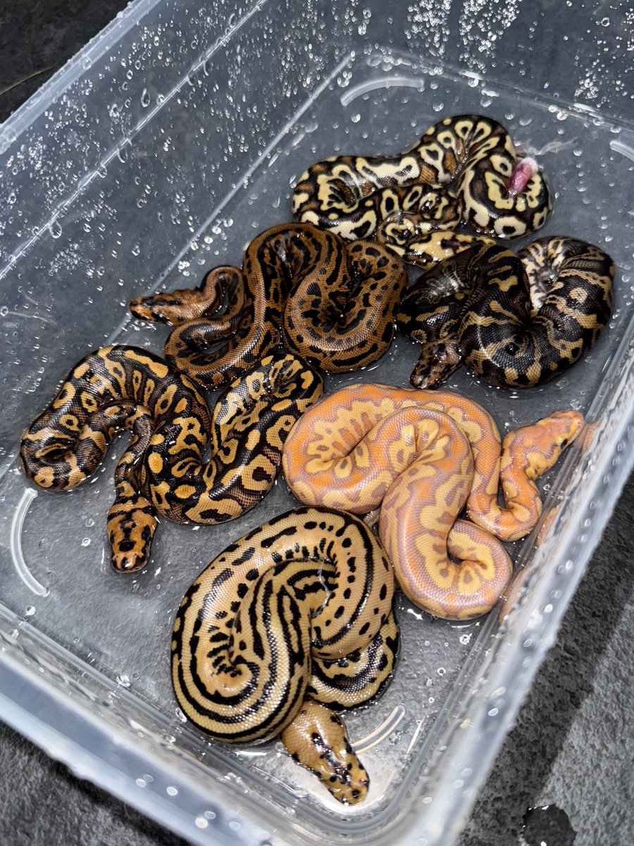 06shockwave's tweet image. Confusion RS SN YB Clown
×
Leopard Banana Stranger Clown

#06cb
#ボールパイソン 
#ballpython