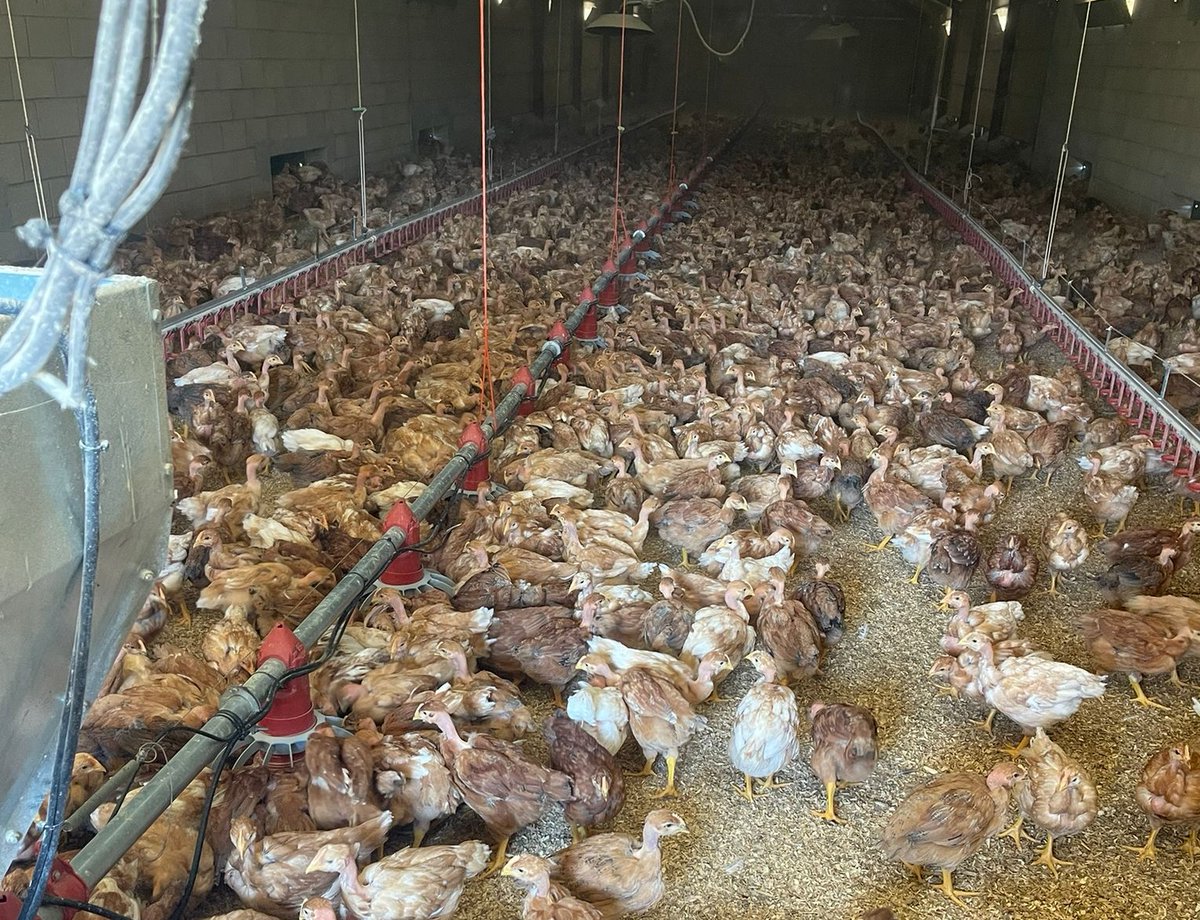 #Herrian 🎙️ UAGA reclama medidas científicas en la gestión de la gripe aviar 👉 <a href="/UAGAiNFO/">UAGA</a> 

guau.eus/m/herrian-uaga…