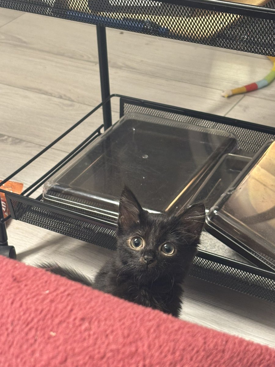 зачем она кусает меня за ноги кто объяснит