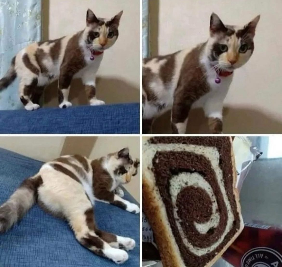 Punch Cat (@punchingcat) on Twitter photo 