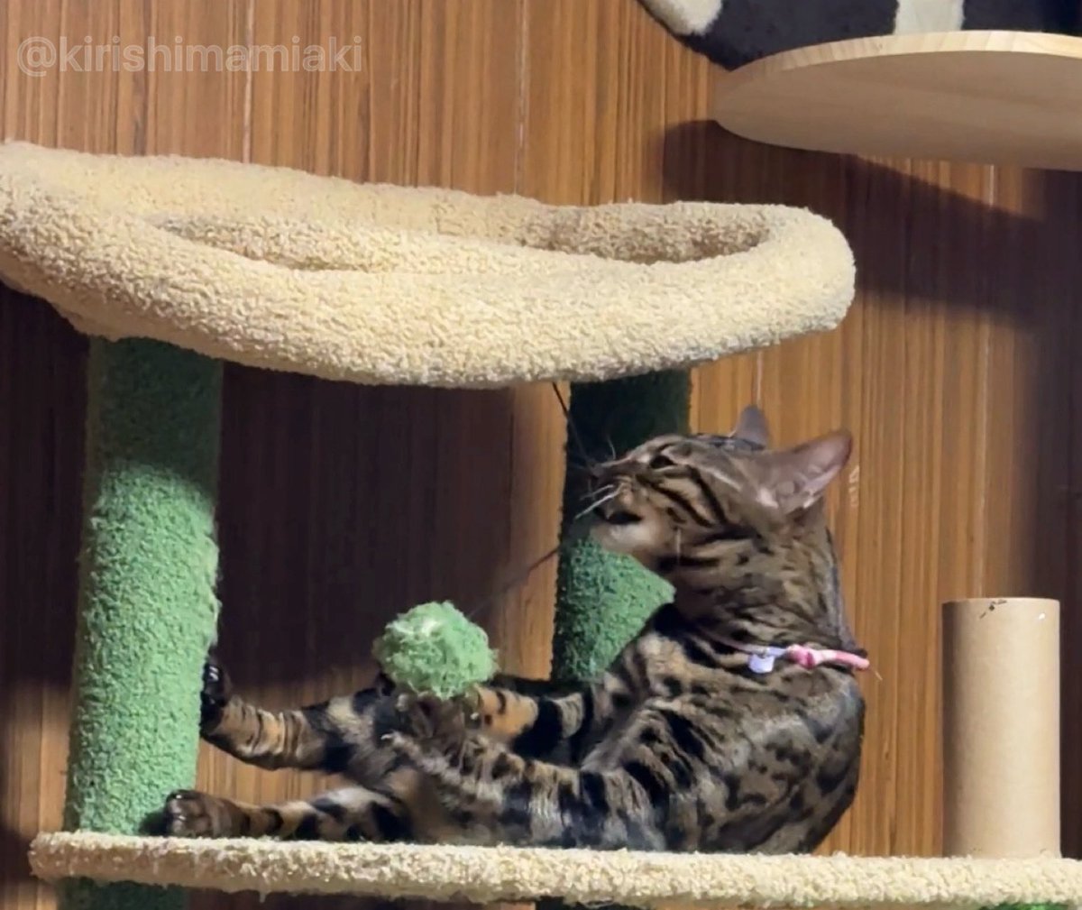 kirishimamiaki's tweet image. 目的の為には、手段は選ばないタイプ・・・なの？😳

・・・その意気やよし‼️😭

＃猫好きさんと繋がりたい ＃猫のいる幸せ