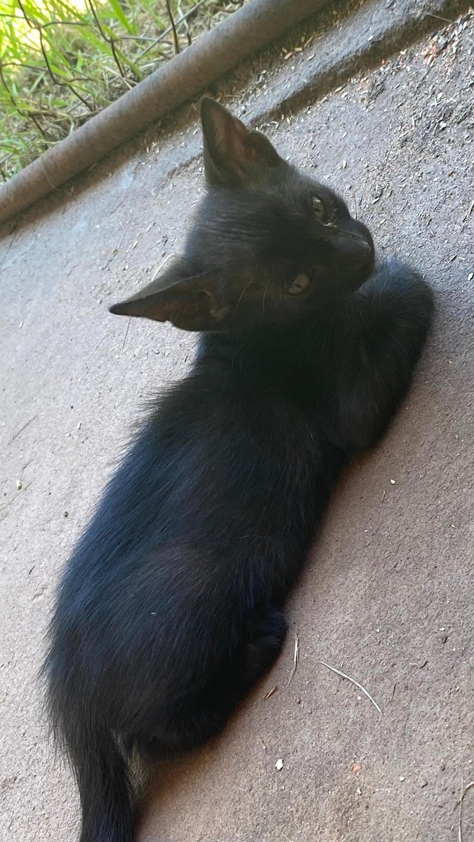 NGinzo's tweet photo. Gatitos en adopción 🏡♥️

Fueron abandonados, ahora buscan casitas donde recibir amor y dormir calentitos. 

Info: 0994 913428 https://t.co/OVZniqQmlH