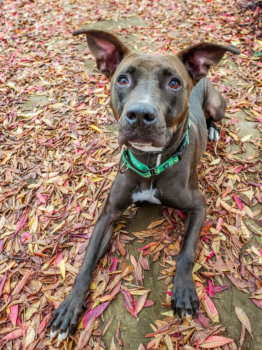 Raider said “Daylight savings? Never heard of her”. She’s 1y7m, playful, smart, squirrel-obsessed, and a certified fall diva. If seasonal depression is winning, adopt her—your vitamin D dealer.
A901517
24petconnect.com/SacramentoCoun…