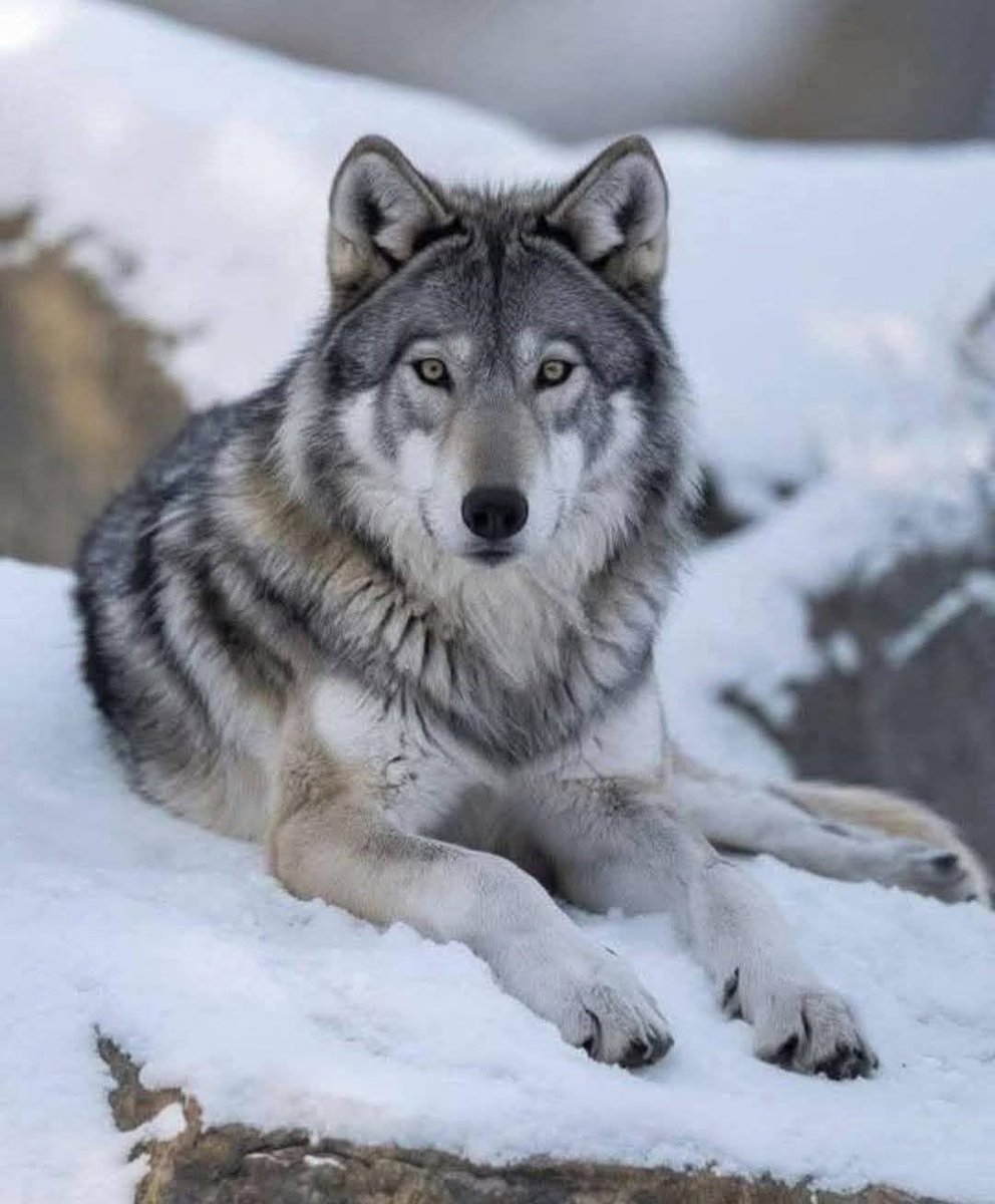 Wolf_lover_c's tweet image. #Wolves 
#wolf