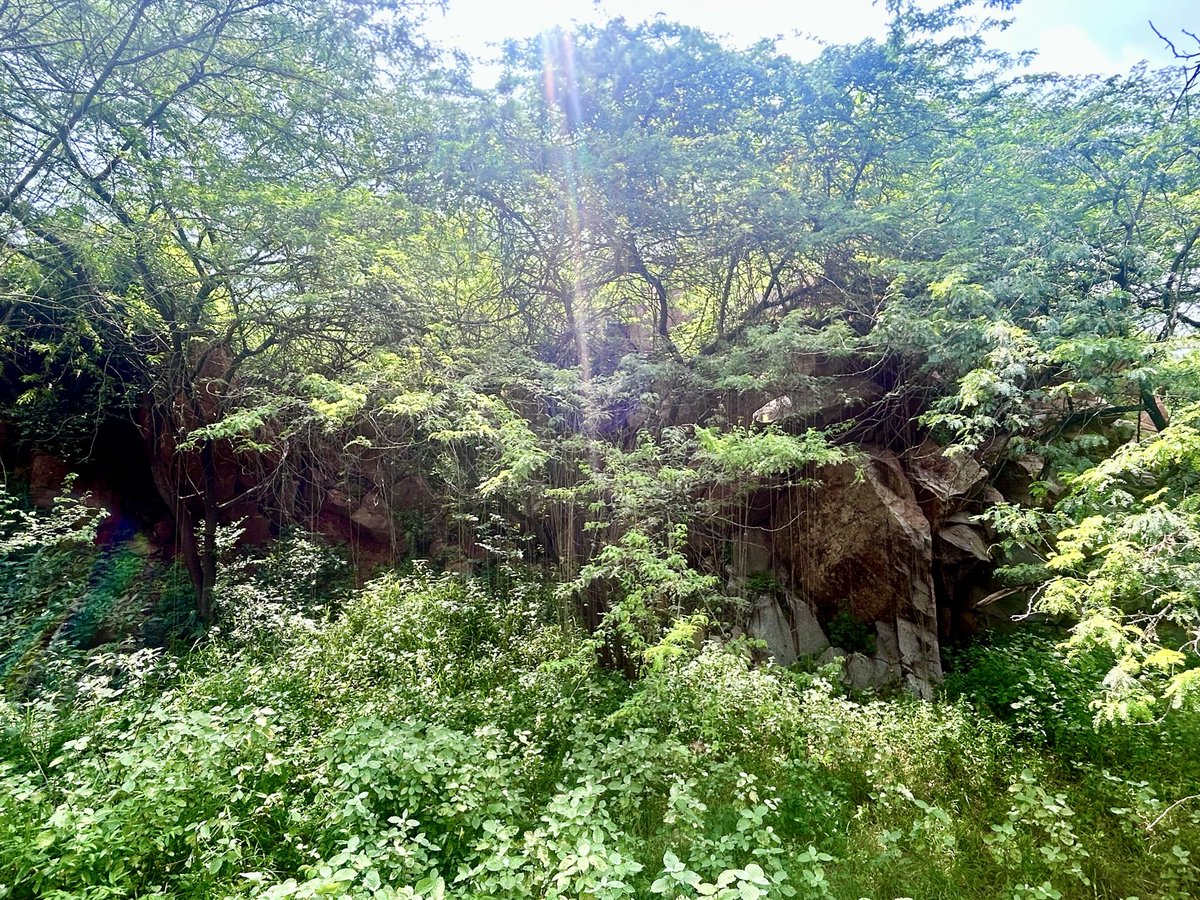 AnkitKumar_IFS's tweet image. Glad to share that &amp;gt;4,000 hectares in the Southern Ridge have now been notified as Reserve Forest u/s 20 of the Indian Forest Act, 1927, by the Government of NCT of Delhi - paving the way for the long-term preservation, protection, &amp;amp; scientific management of the ‘Lungs of Delhi’.