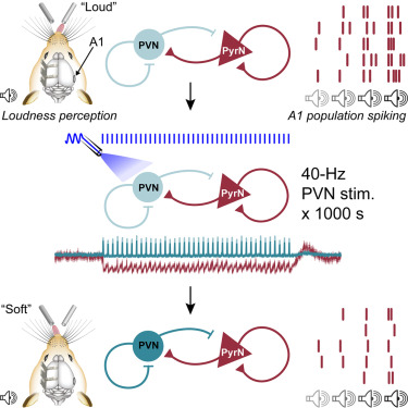 NeuroCellPress's tweet image. Online now:  Cortical PV interneurons regulate loudness perception and sustainably reverse loudness hypersensitivity dlvr.it/TPM31r