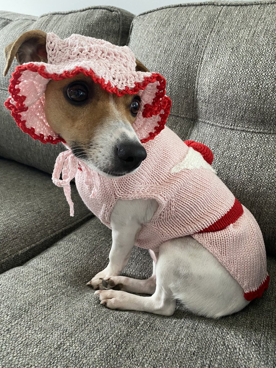 BelleLBear's tweet image. #WontLookWednesday #dogs #dogsoftwitter #dogsofX 💗#ZSHQ  #ValentinesOutfit #BabyBea 🙄🙄🙄💗💗💗💗
Mom says I’m the “Epitome” of NOT looking… and CUTE! 💗