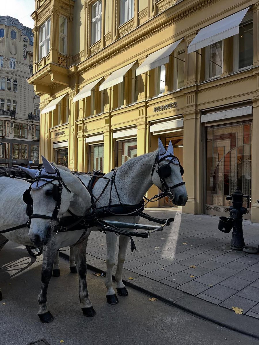 Timmysofine's tweet image. 📍Vienna, Austria