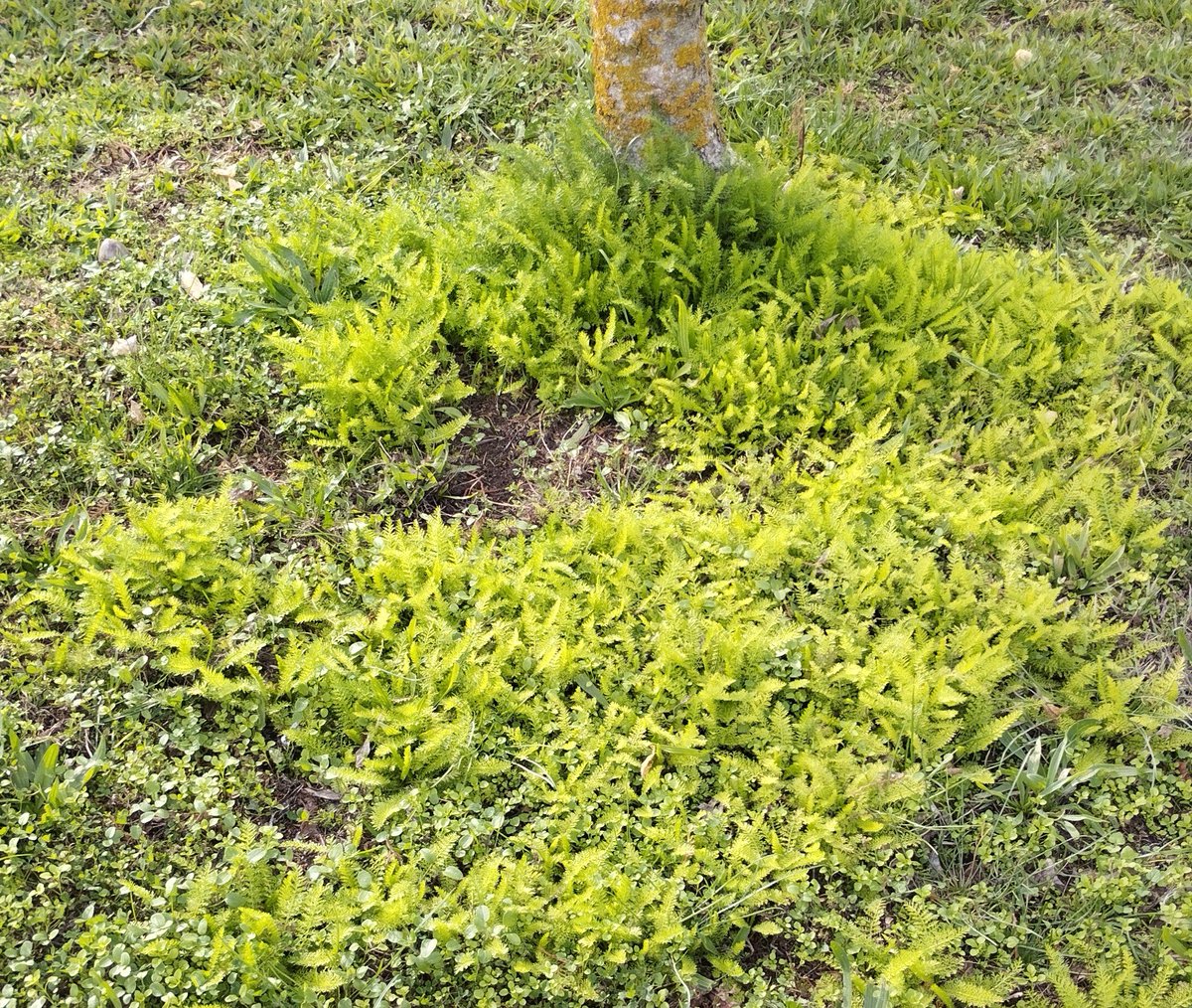 Manquilefs tweet media