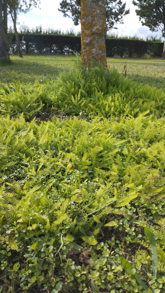 Manquilefs tweet media