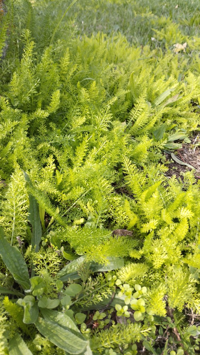 Manquilefs tweet media