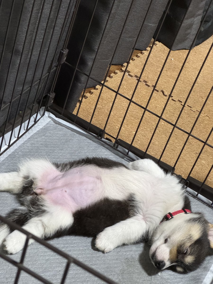 onigirry's tweet image. 女の子なんだから、もーちょっと可愛い寝相でも良くない？