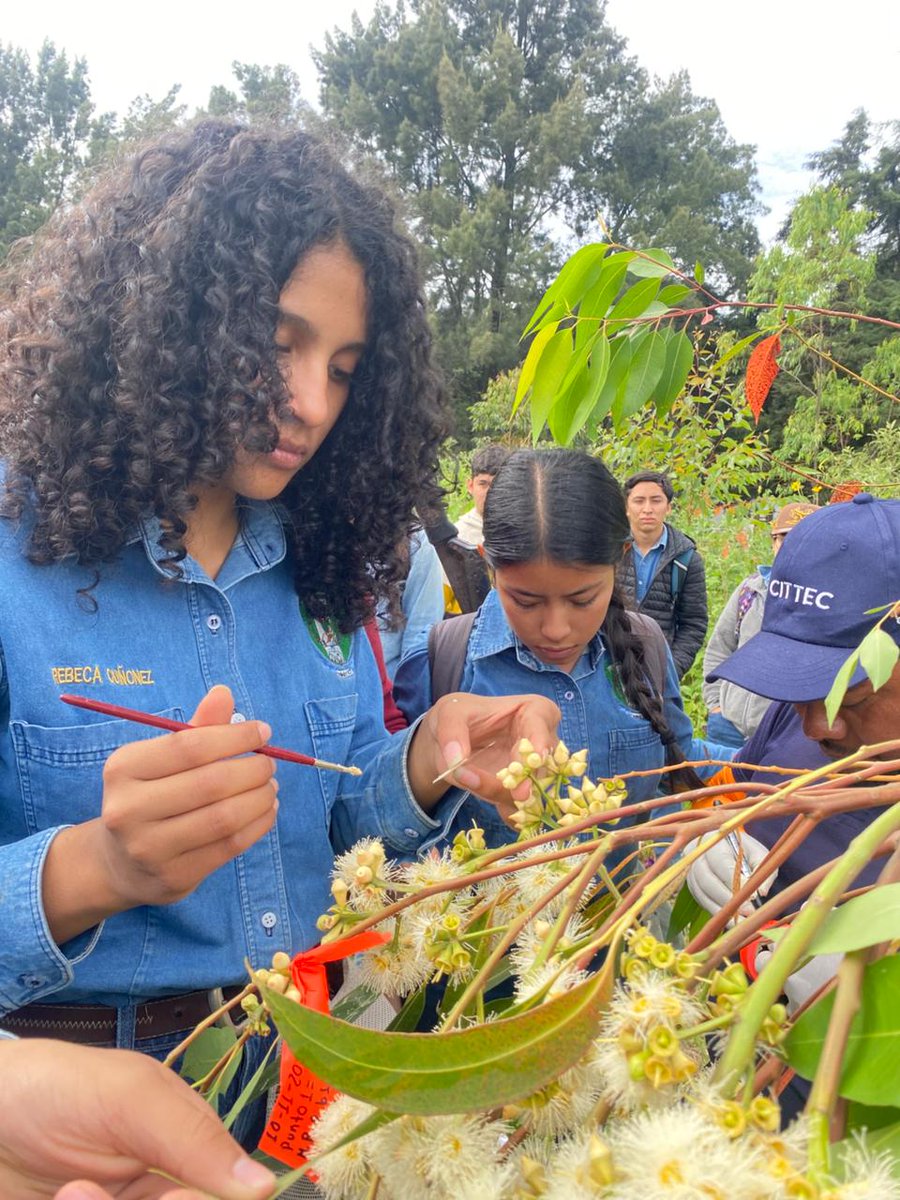 enca_gt's tweet image. Módulo: Manejo de Plantaciones🌿🌳

Estudiantes del Cuarto Semestre de la carrera Perito Forestal, llevaron a cabo una polinización controlada para la obtención de híbridos del género Eucalyptus. 

#ENCA #AprenderHaciendo #PeritoForestal #Módulo