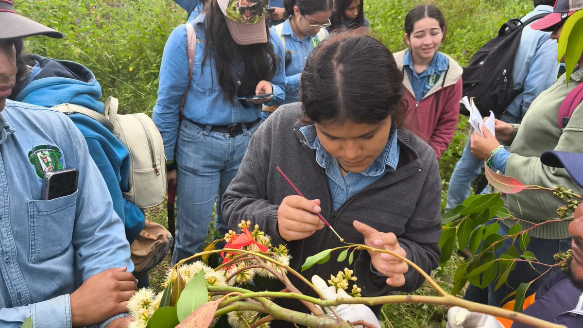 enca_gt's tweet image. Módulo: Manejo de Plantaciones🌿🌳

Estudiantes del Cuarto Semestre de la carrera Perito Forestal, llevaron a cabo una polinización controlada para la obtención de híbridos del género Eucalyptus. 

#ENCA #AprenderHaciendo #PeritoForestal #Módulo