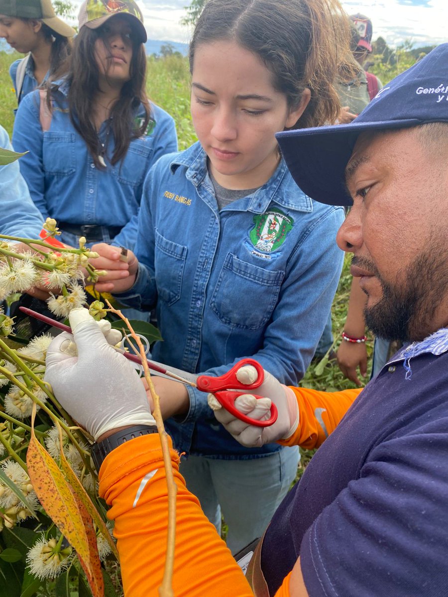 enca_gt's tweet image. Módulo: Manejo de Plantaciones🌿🌳

Estudiantes del Cuarto Semestre de la carrera Perito Forestal, llevaron a cabo una polinización controlada para la obtención de híbridos del género Eucalyptus. 

#ENCA #AprenderHaciendo #PeritoForestal #Módulo