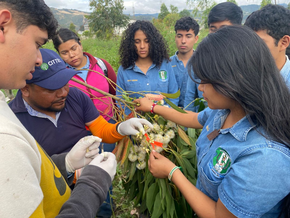 enca_gt's tweet image. Módulo: Manejo de Plantaciones🌿🌳

Estudiantes del Cuarto Semestre de la carrera Perito Forestal, llevaron a cabo una polinización controlada para la obtención de híbridos del género Eucalyptus. 

#ENCA #AprenderHaciendo #PeritoForestal #Módulo
