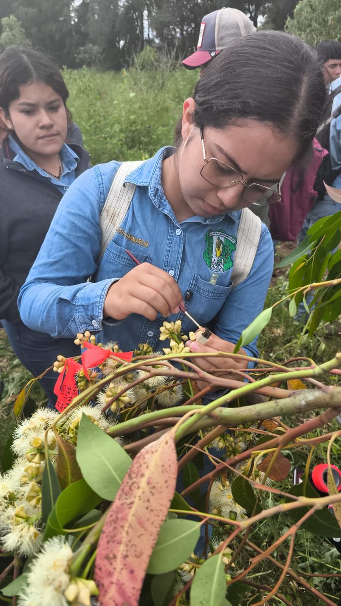 enca_gt's tweet image. Estas actividades fortalecen sus competencias técnicas en mejoramiento genético y producción forestal.

#ENCA #AprenderHaciendo #PeritoForestal #Módulo
