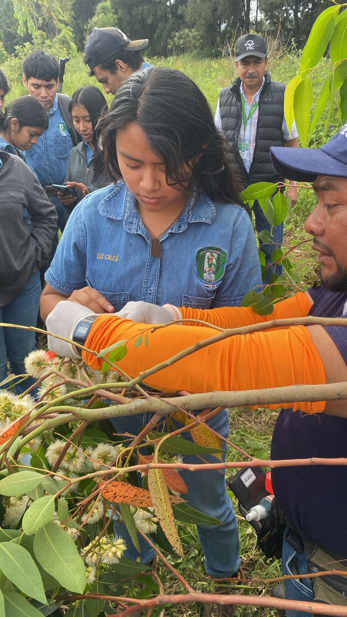 enca_gt's tweet image. Estas actividades fortalecen sus competencias técnicas en mejoramiento genético y producción forestal.

#ENCA #AprenderHaciendo #PeritoForestal #Módulo