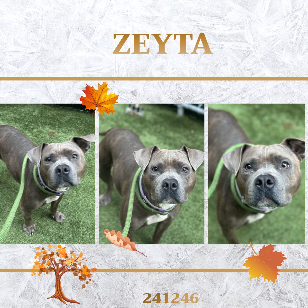 notthesameone2's tweet image. 🐾3-y/o Zeyta found as a stray early Nov, brought in by finder. Waggy, good on a leash, excitable, earned 2nd best behavior rating. Needs a foster offer by 11/20: nycacc.app/#/browse/241246
