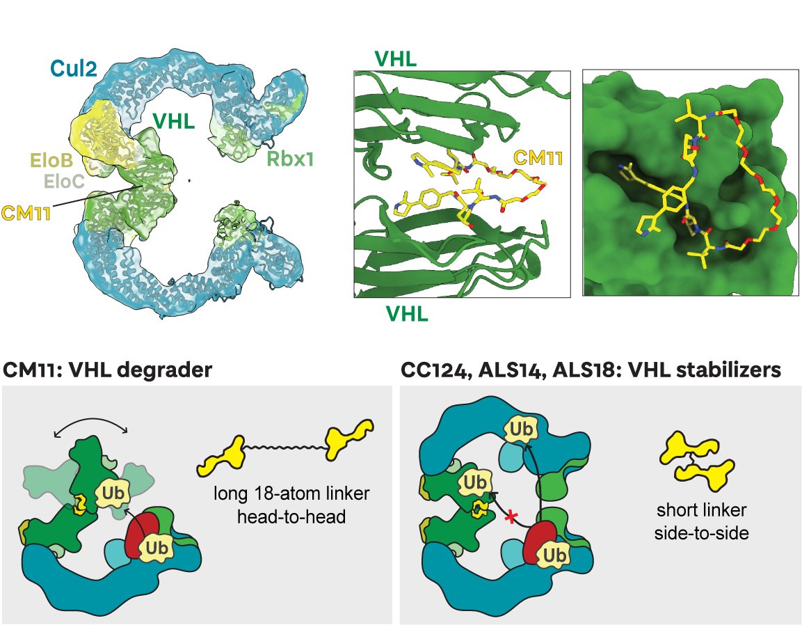 Charlotte Crowe tweet media