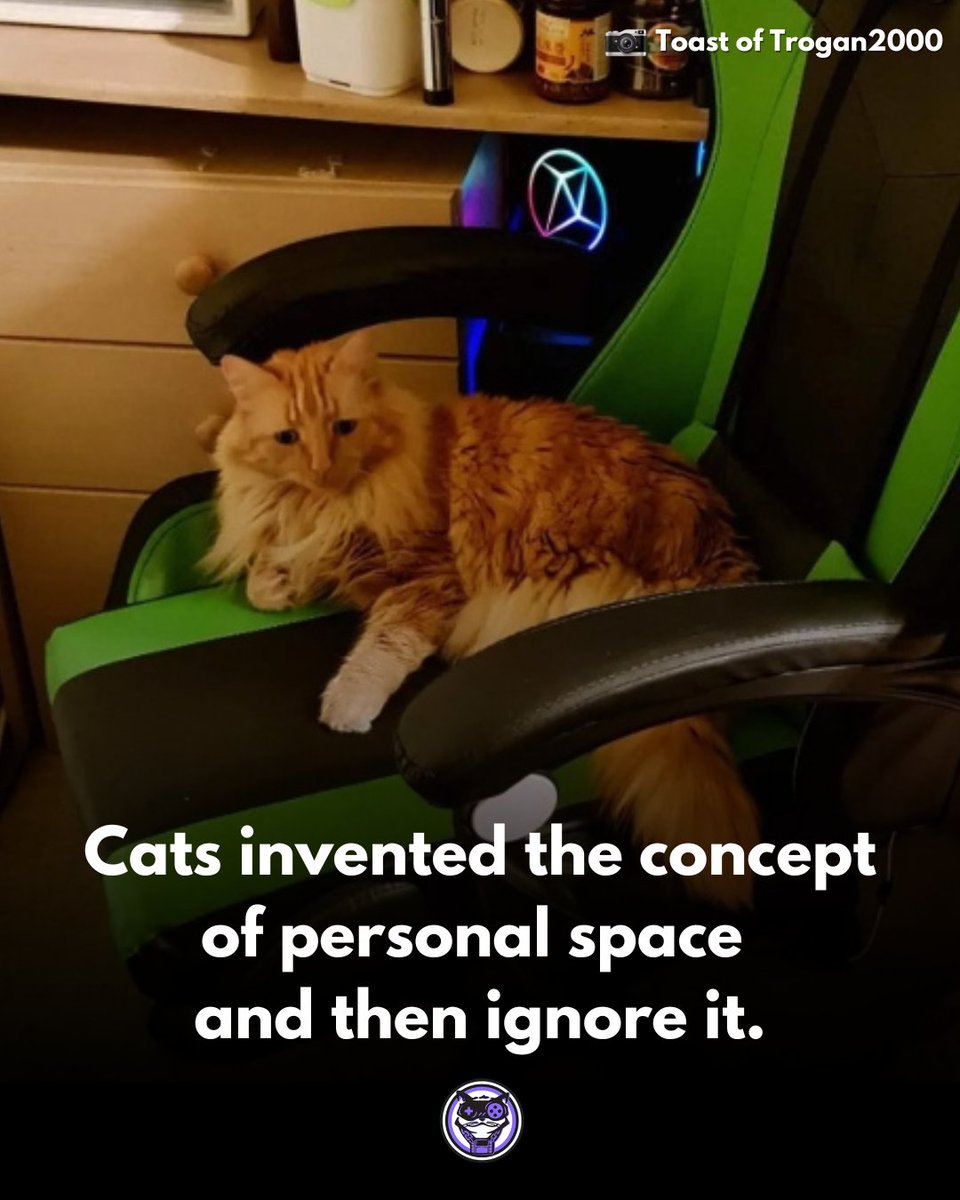 megacatstudios's tweet image. Boundaries are just a suggestion 😝 #cats