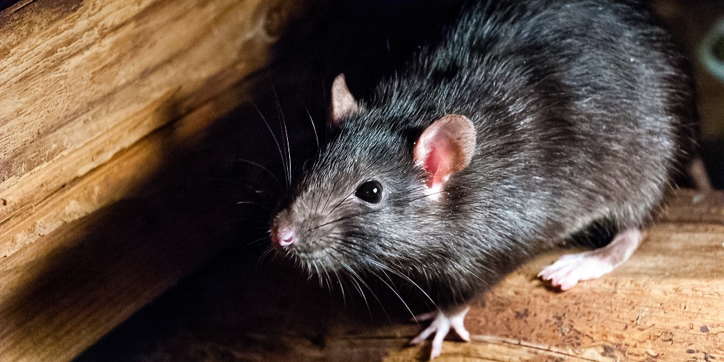 masters_pest's tweet image. Cold weather means mice and rats are urgently seeking warmth. Don&apos;t wait for the scratching in the walls—call 877-546-9575 for your preventative inspection today!

#RodentControl #Mice #WinterPrep #PestControl
