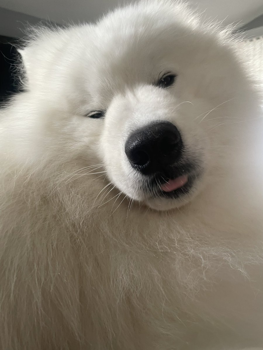 wayneradiotv's tweet image. Its brain fell out 🤷‍♂️ Not my problem.