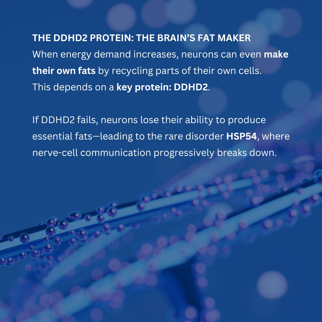 wddty's tweet image. This discovery raises questions about routinely giving statin drugs 🧠💊

 #BrainHealth #Neuroscience #CognitiveScience #BrainFacts #Statins