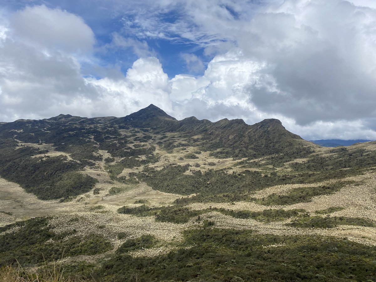 Andrea Martínez Bulla tweet media