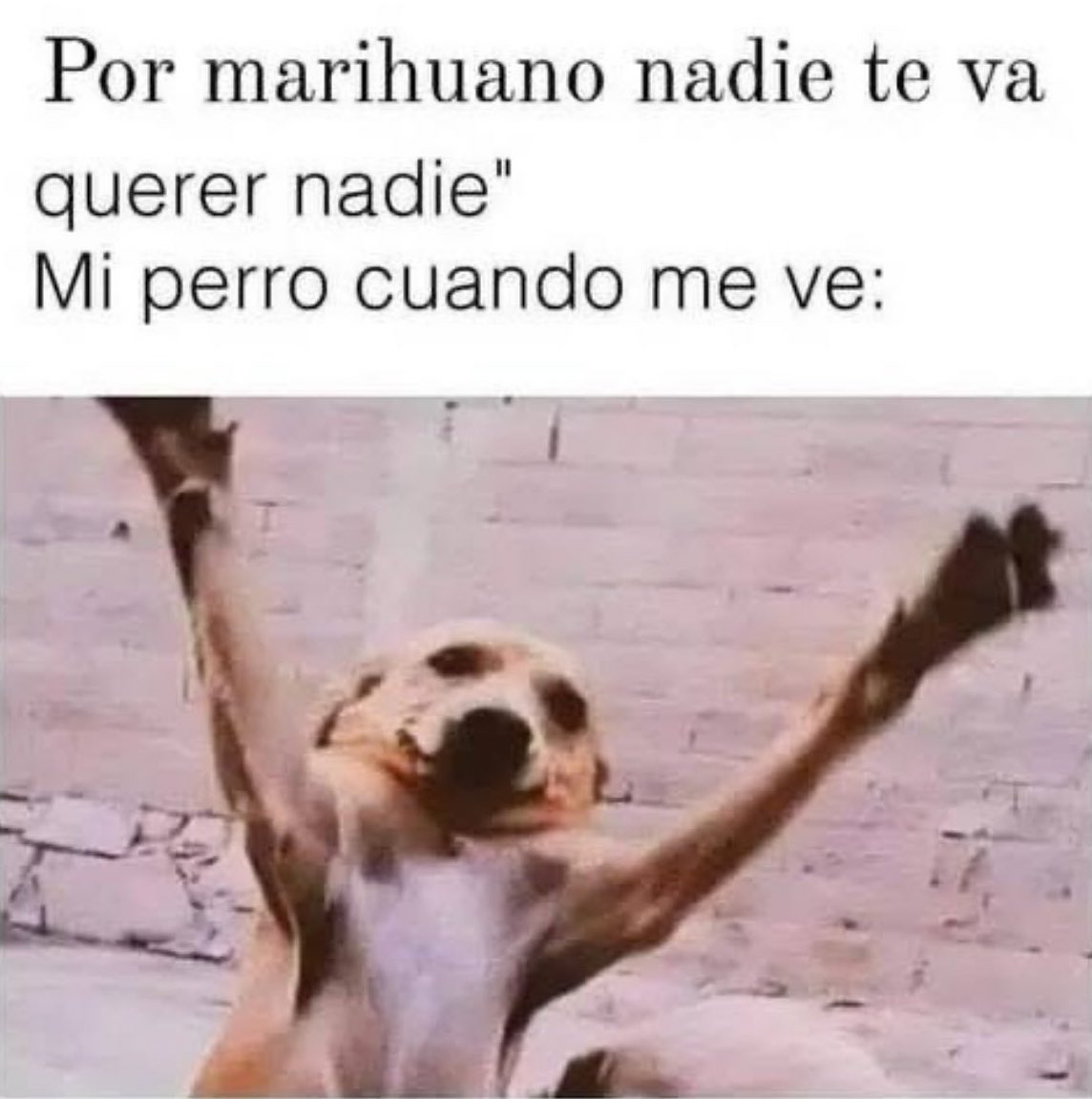 El Paragua Venenoso (@elparaguayo1231) on Twitter photo 