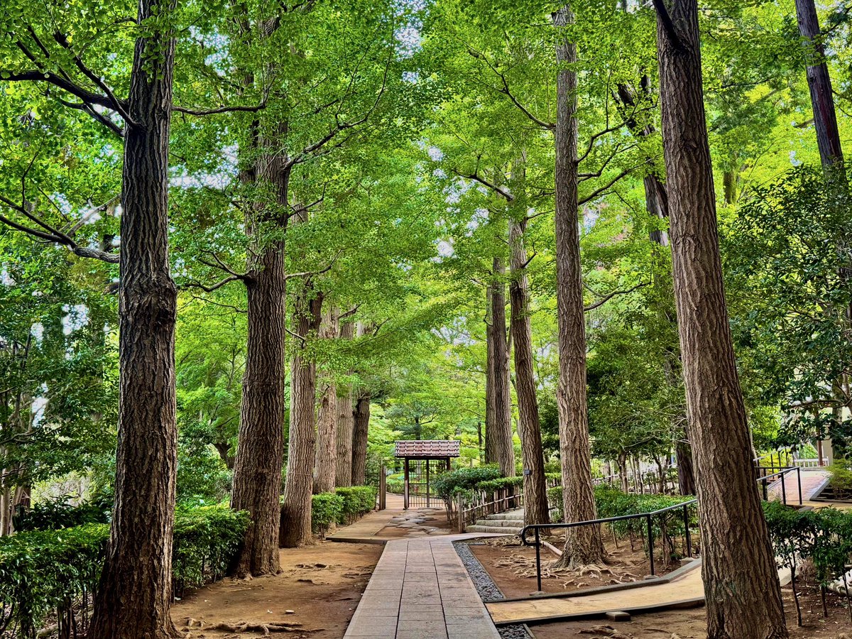 oniwastagram's tweet image. 📸大田黒公園（旧大田黒家住宅・庭園）
(東京都杉並区・荻窪／国登録有形文化財)

近代〜昭和時代の音楽評論家・大田黒元雄が残した、荻窪駅から程近くの東京の紅葉の名所庭園——

氏の仕事部屋だった近代の洋館も国登録有形文化財。毎年秋に開催のライトアップは今年は11月28日(金)〜！🍁